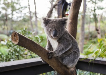 Breakfast with Koala at WILD LIFE Sydney Zoo